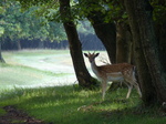 FZ019674 Fallow deer (Dama dama) in woods.jpg
